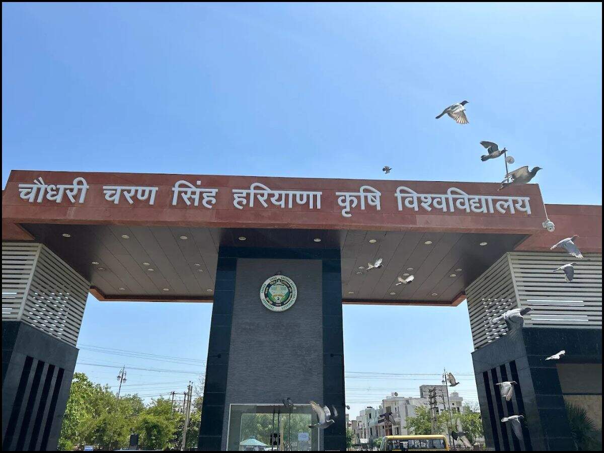Haryana news