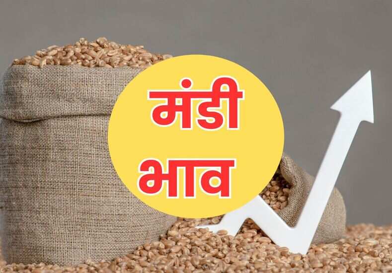 Sirsa Mandi Bhav Today,  15 May 2025 Mandi Bhav,  Haryana Mandi Bhav,  Sirsa Mandi Latest Bhav,  Cotton Rate Today Sirsa,  Moong Mandi Bhav Sirsa,  Cotton Rate Sirsa Mandi,  Mustard Rate Today,