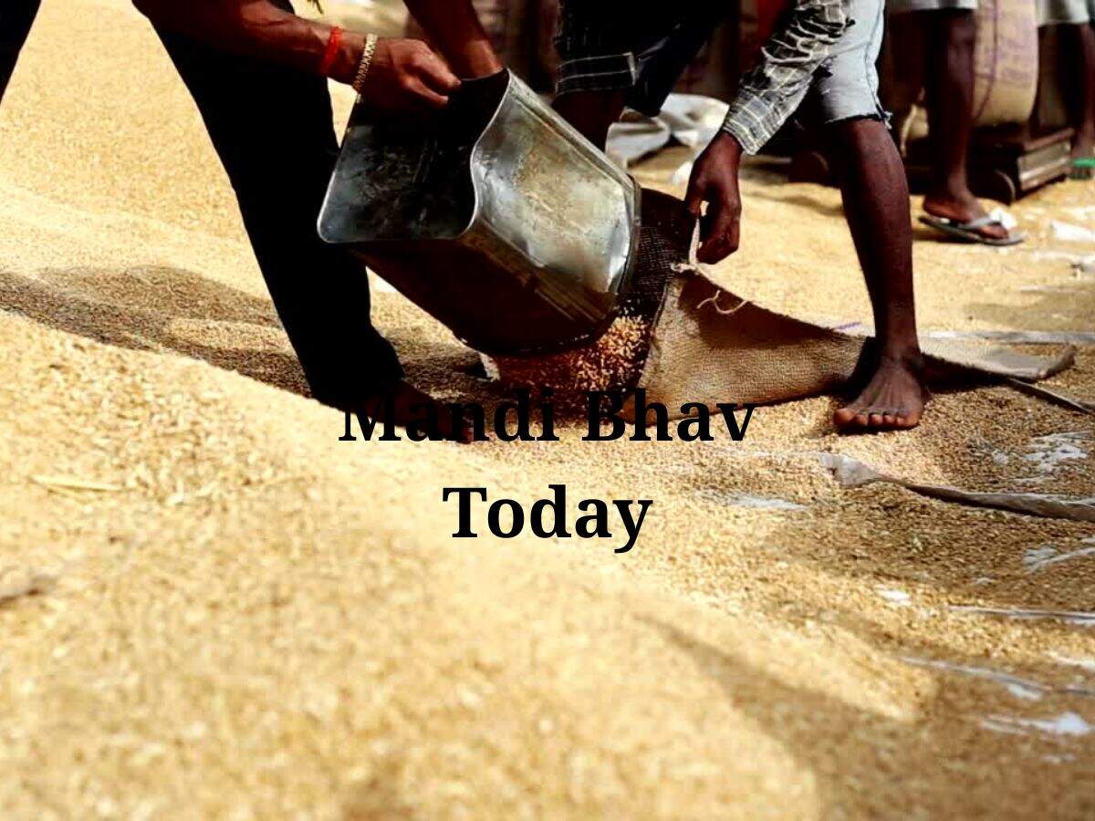 Mandi bhav today, Mandi Bhav, Rajasthan Mandi Price, Haryana Mandi Bhav, Kapas ke Bhav, narma ka bhav, Mandi Bhav Today, Mandi Rate, today mandi bhav, latest price, breaking news, Mandi Bhav Today, Mandi Bhav Today 2024, आज का मंडी भाव, mandi bhav today, mandi bhav rajasthan, mandi bhav betul, mandi bhav indore, mandi bhav Sirsa, mandi bhav harda, mandi bhav Sirsa, mandi bhav 