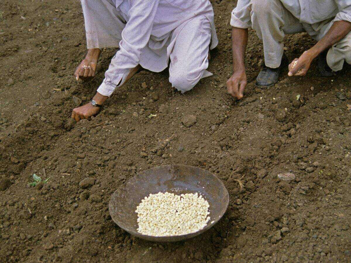 हरियाणा सरकार दे रही है इस बीज पर सब्सिडी