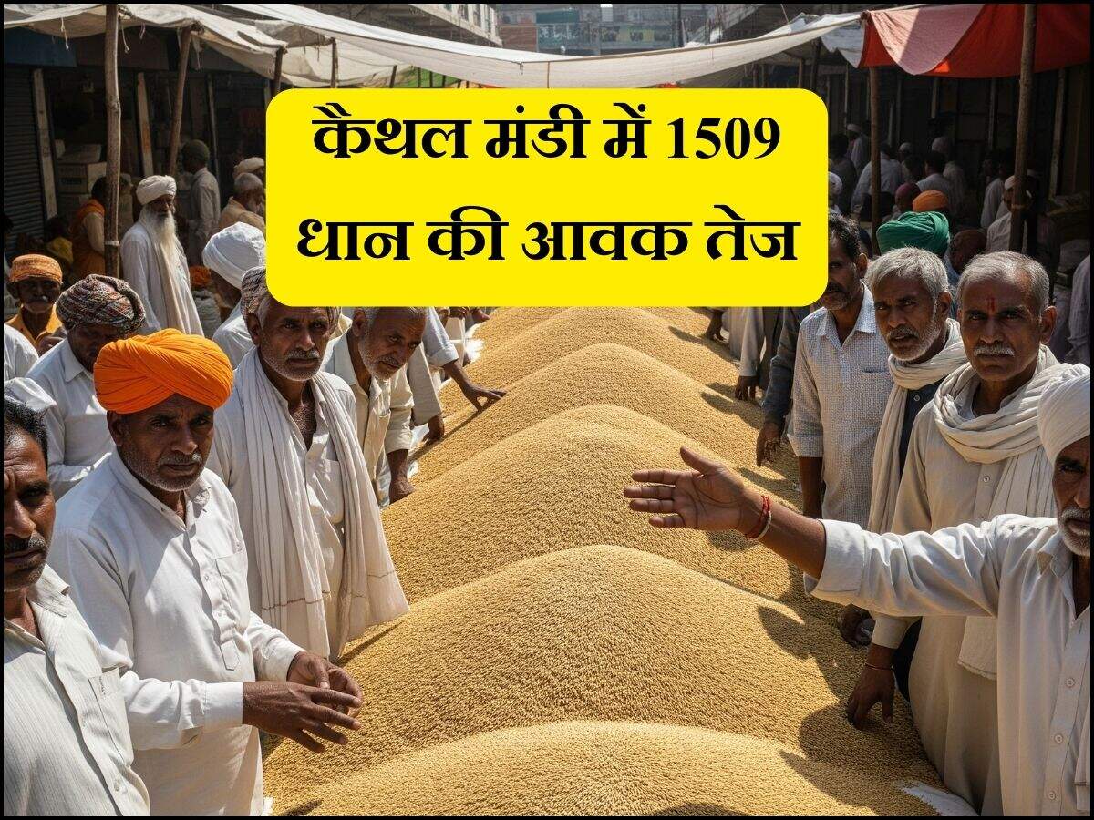 कैथल मंडी में 1509 धान की आवक तेज
