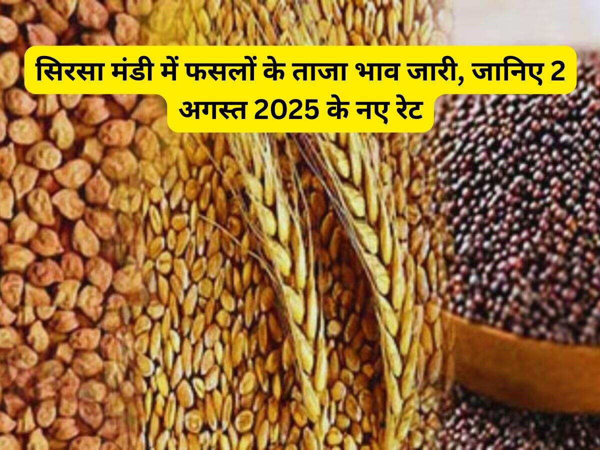 Sirsa Mandi Bhav: सिरसा मंडी में फसलों के ताजा भाव जारी, जानिए 2 अगस्त 2025 के नए रेट