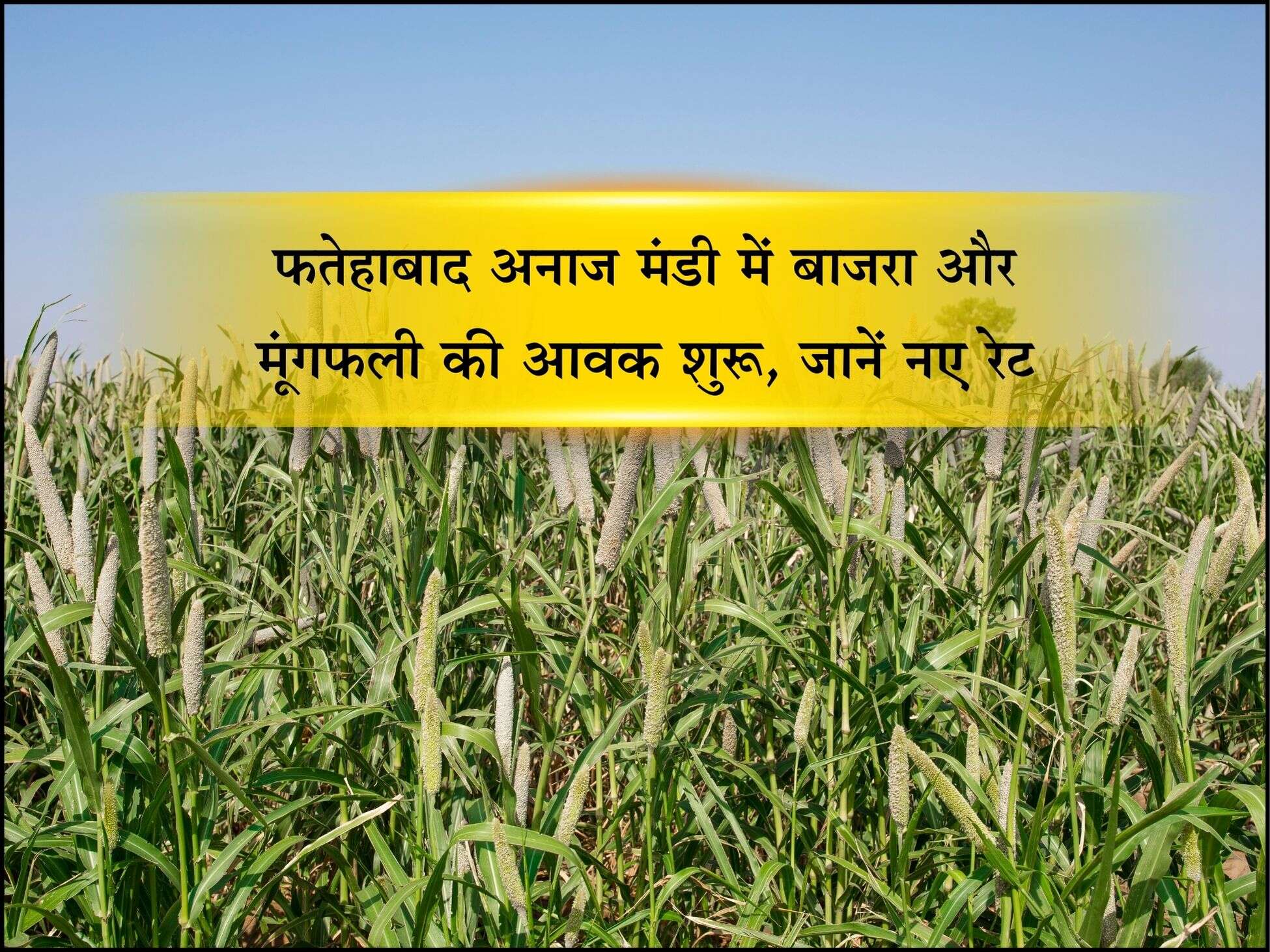 फतेहाबाद अनाज मंडी में बाजरा और मूंगफली की आवक शुरू, जानें नए रेट