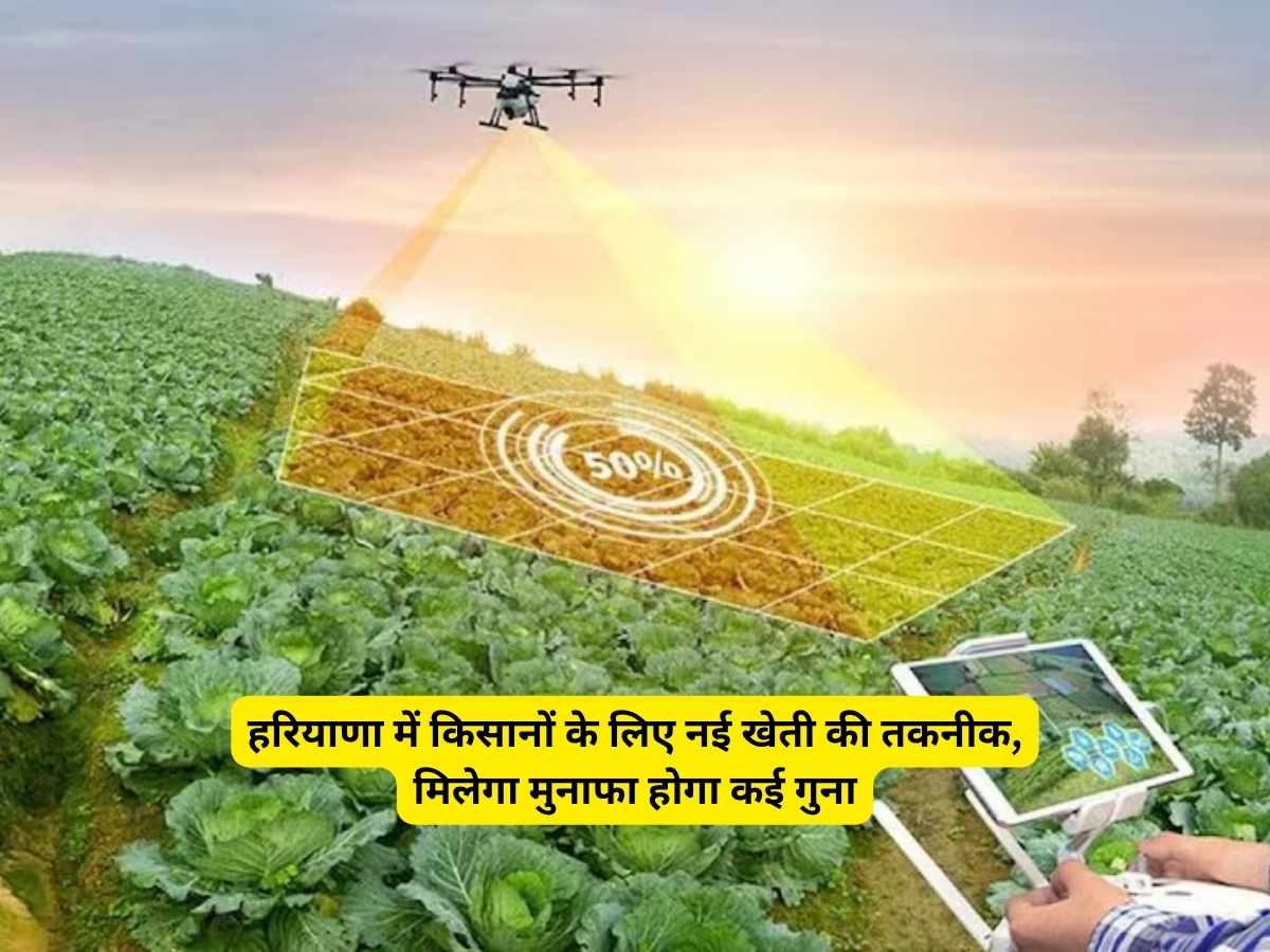 haryana news