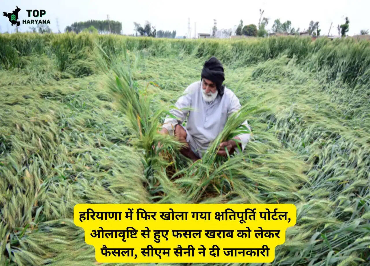 हरियाणा में फिर खोला गया क्षतिपूर्ति पोर्टल, ओलावृष्टि से हुए फसल खराब को लेकर फैसला, सीएम सैनी ने दी जानकारी