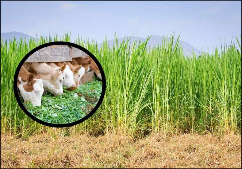 green fodder for cattle , chari crop benefits , summer fodder farming , milk production with green fodder , fast growing livestock feed , local18 , चरी की खेती लाभ , पशुओं के लिए हरा चारा , गर्मियों में चारा उत्पादन , दूध बढ़ाने वाला चारा"