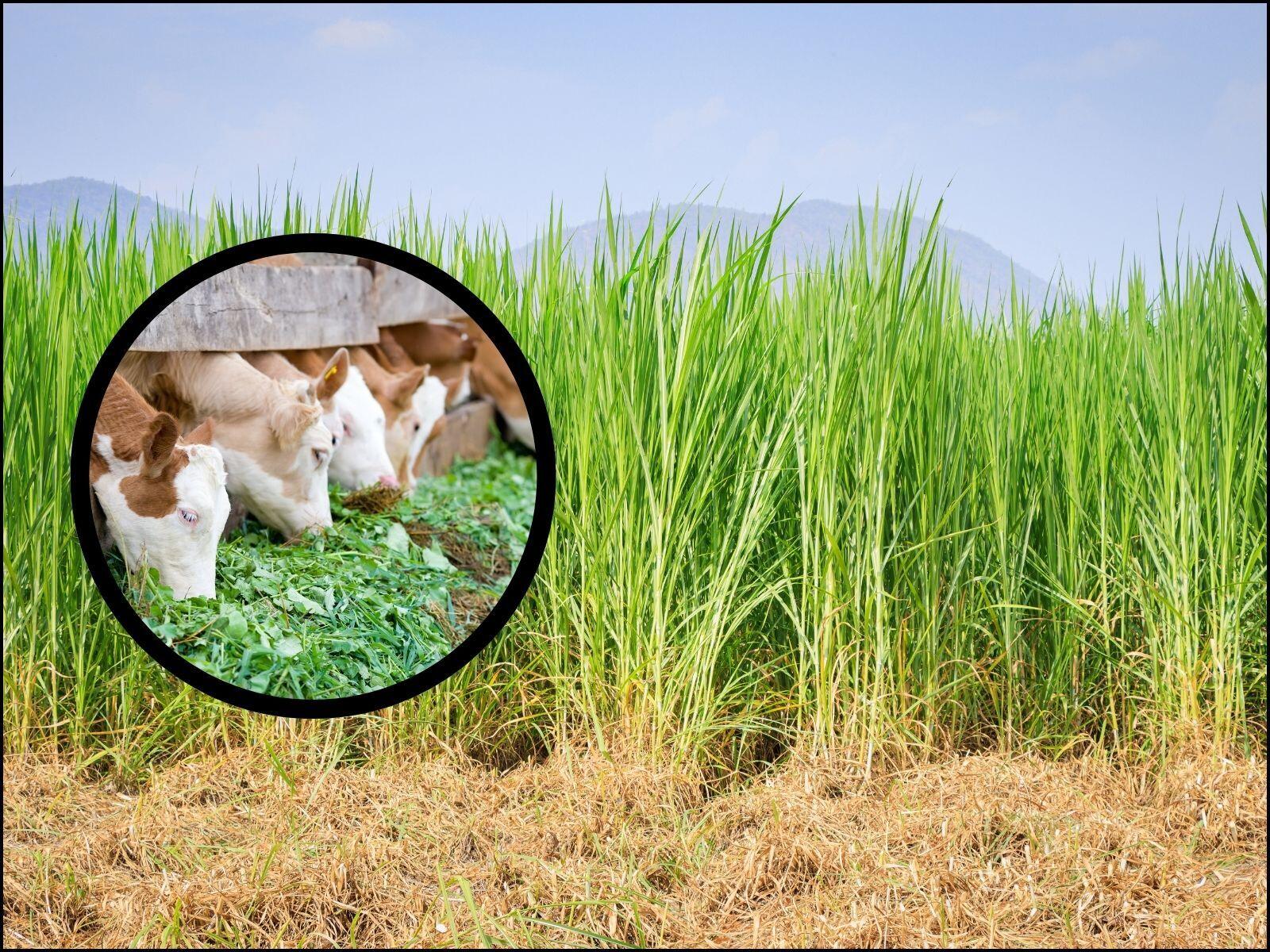 green fodder for cattle , chari crop benefits , summer fodder farming , milk production with green fodder , fast growing livestock feed , local18 , चरी की खेती लाभ , पशुओं के लिए हरा चारा , गर्मियों में चारा उत्पादन , दूध बढ़ाने वाला चारा"