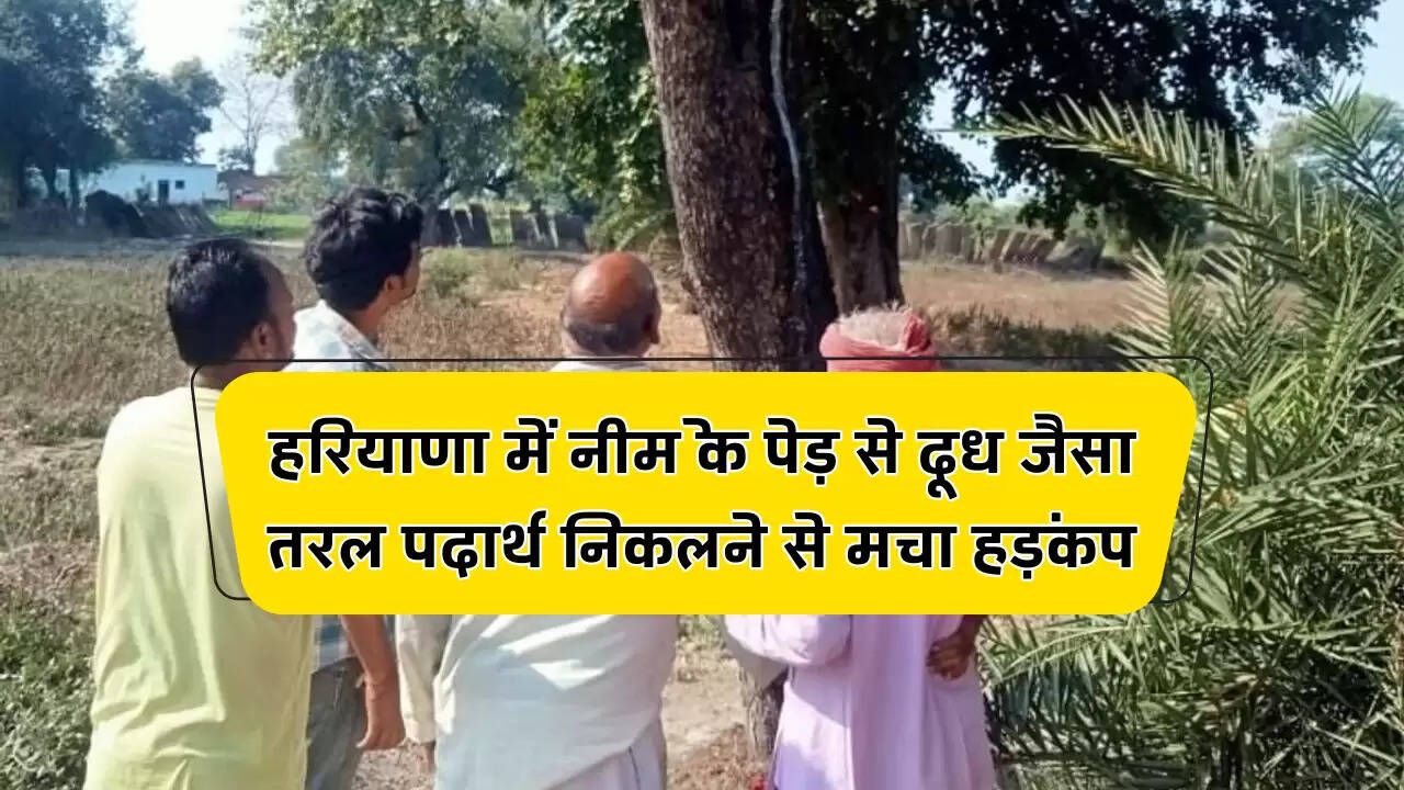 हरियाणा में नीम के पेड़ से दूध जैसा तरल पदार्थ निकलने से मचा हड़कंप
