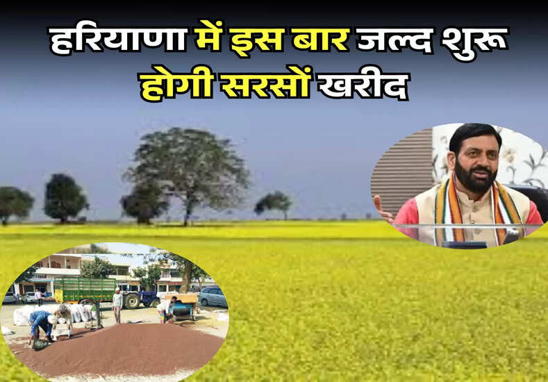 Haryana New Update: हरियाणा में किसानों के लिए खुशखबरी, इस बार जल्द शुरू होगी सरसों खरीद