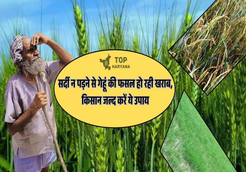 किसान न्यूज, गेंहू की फसल 