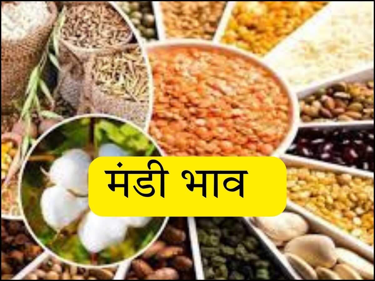 मंडी