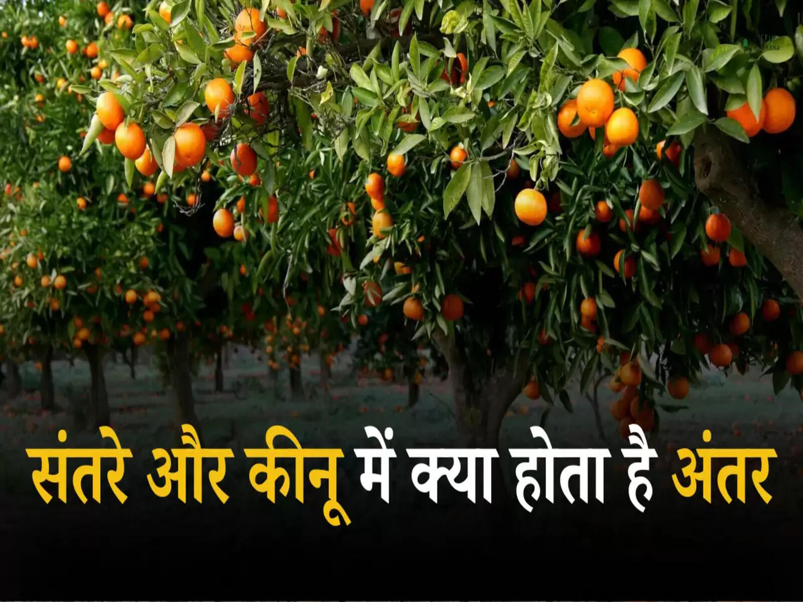 Health Tips: संतरे और कीनू में क्या होता है अंतर, आसानी से लगाएं पता, जानें यह तरीके 