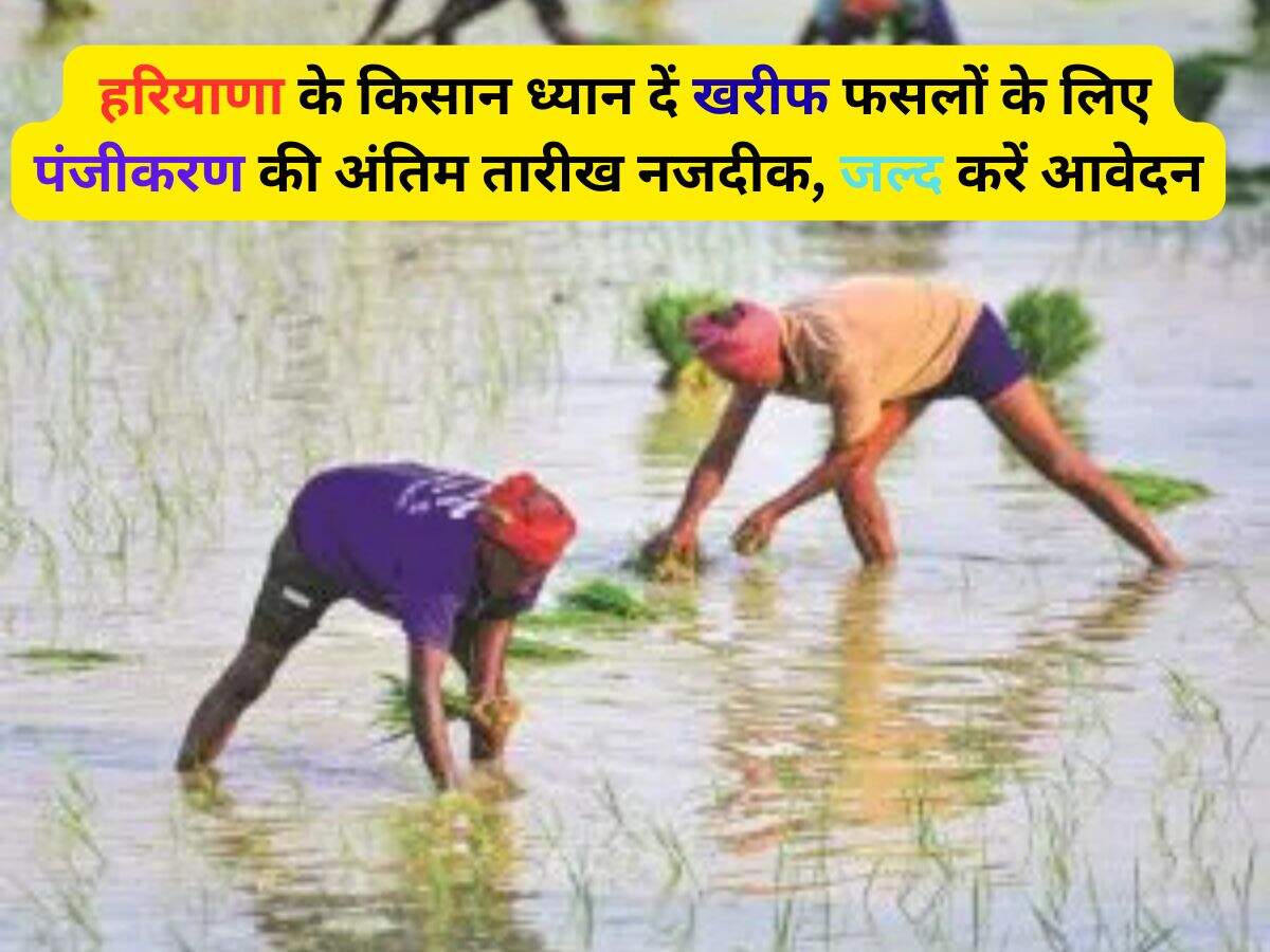 Haryana News: हरियाणा के किसान ध्यान दें खरीफ फसलों के लिए पंजीकरण की अंतिम तारीख नजदीक, जल्द करें आवेदन