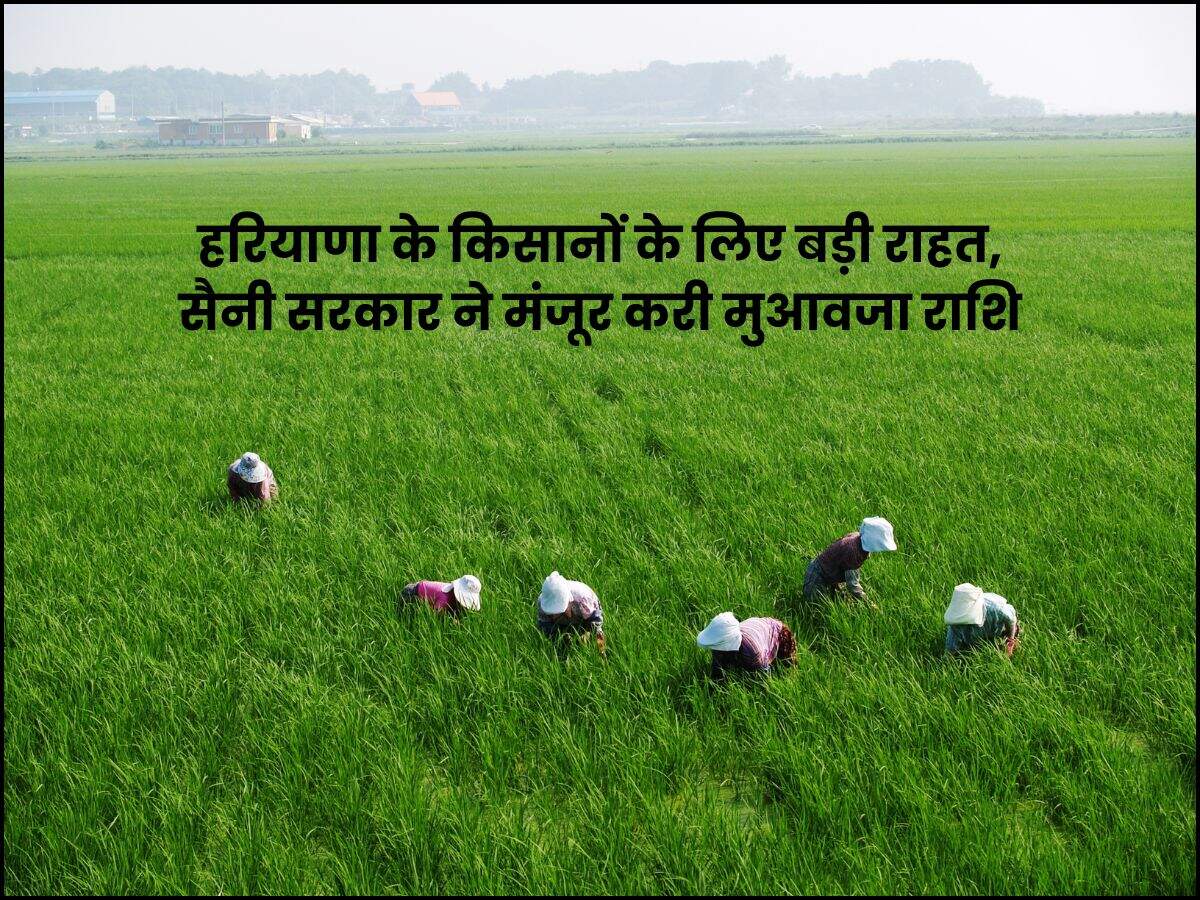 हरियाणा के किसानों के लिए बड़ी राहत, सैनी सरकार ने मंजूर करी मुआवजा राशि