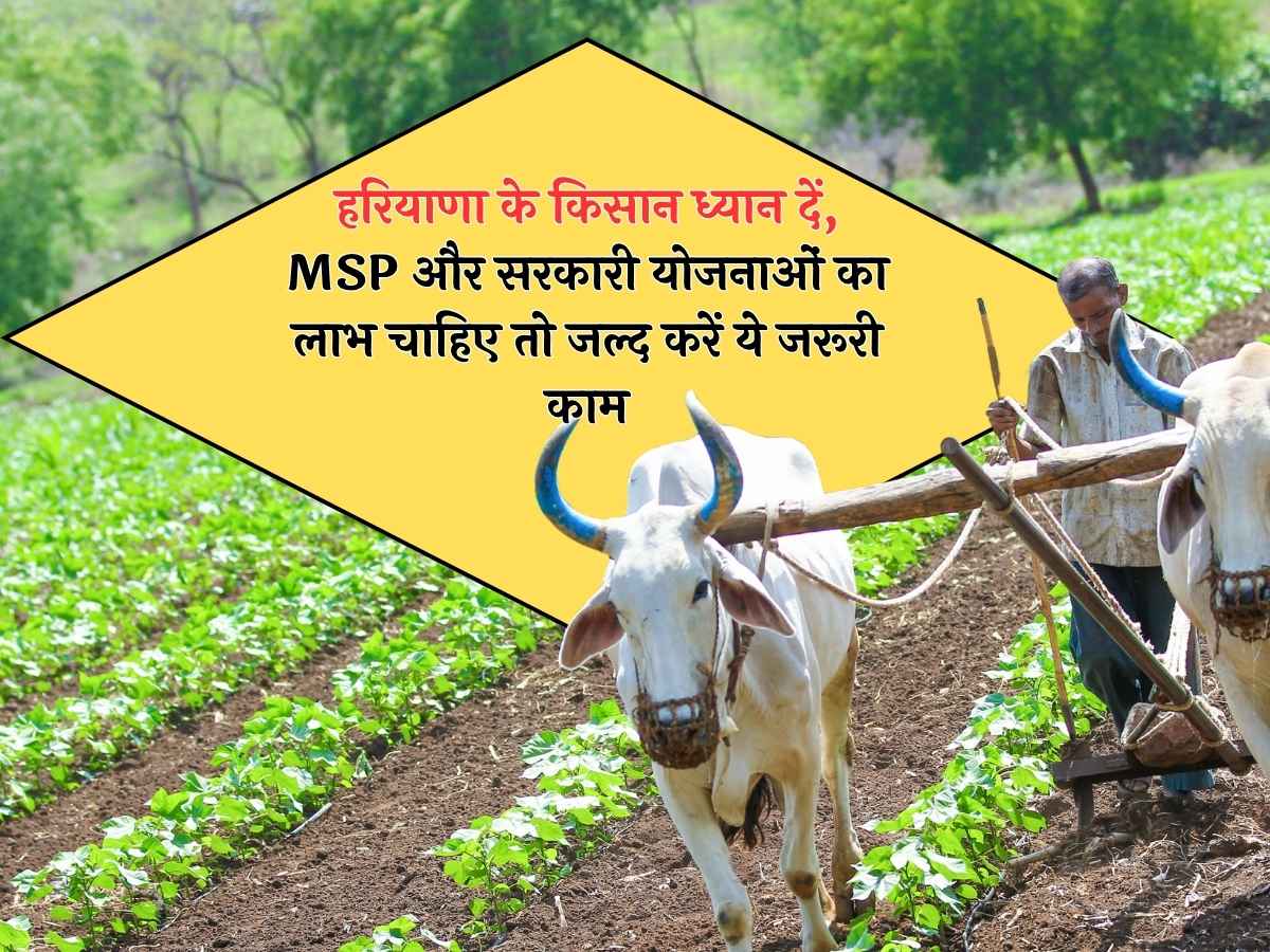 हरियाणा के किसान ध्यान दें, MSP और सरकारी योजनाओं का लाभ चाहिए तो जल्द करें ये जरूरी काम