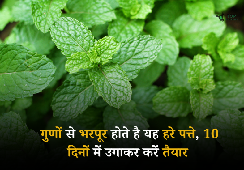Mint Growing Tips: गुणों से भरपूर होते है यह हरे पत्ते, 10 दिनों में उगाकर करें तैयार 
