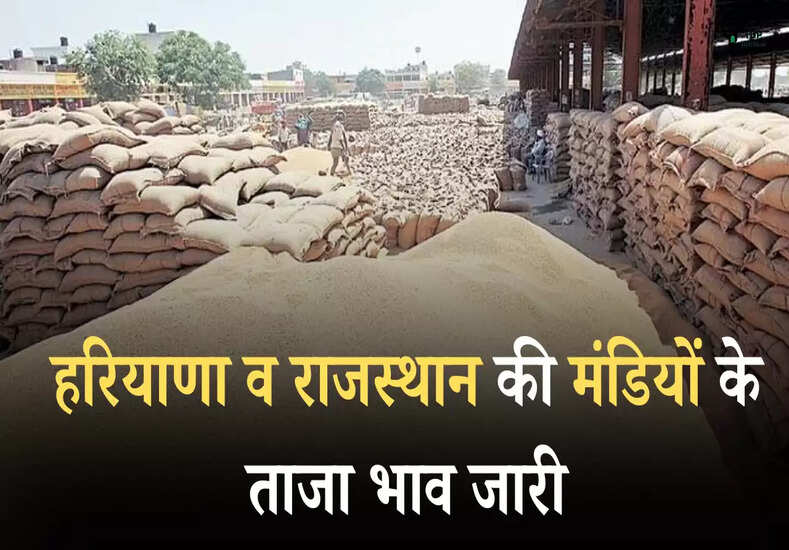Today Mandi Bhav: हरियाणा व राजस्थान की मंडियों के ताजा भाव जारी, जानें नए रेट