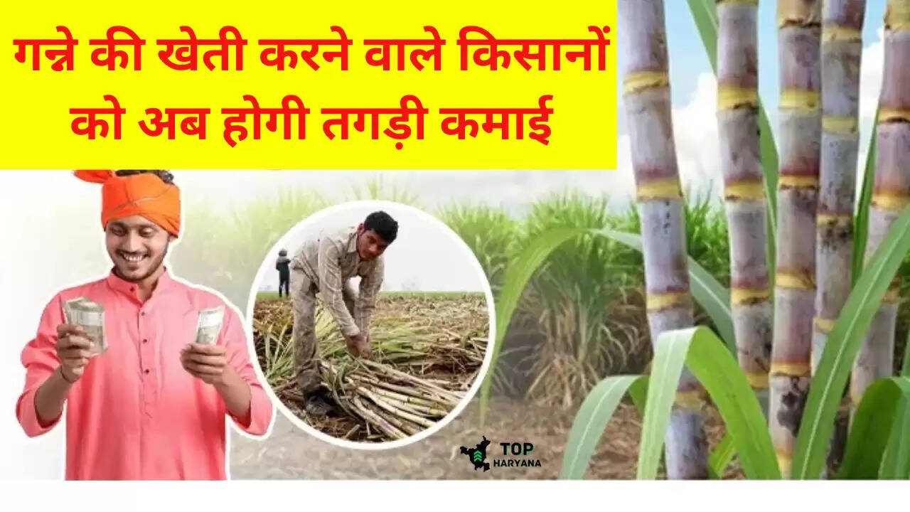 agriculture news: गन्ने की खेती करने वाले किसानों के लिए अच्छी खबर, अब होगी तगड़ी कमाई, जानें..