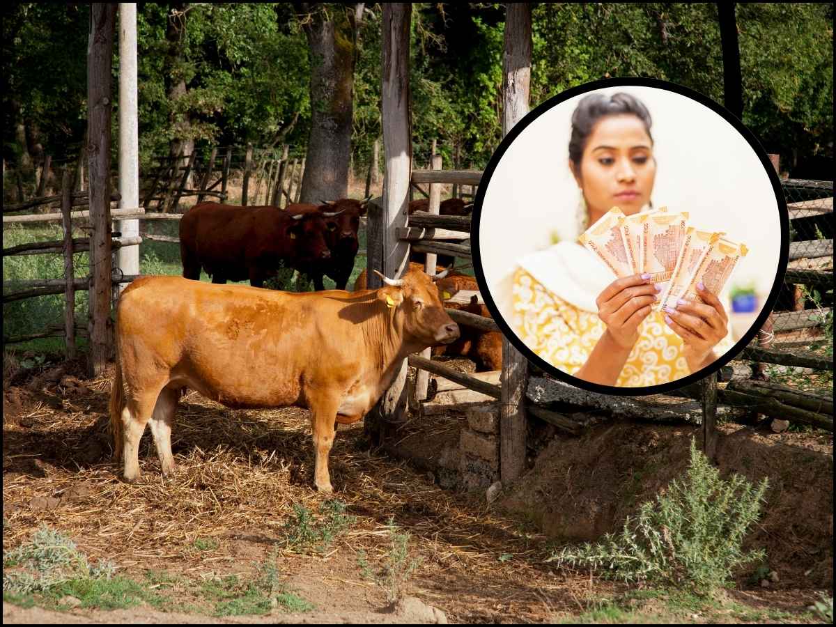हरियाणा न्यूज 