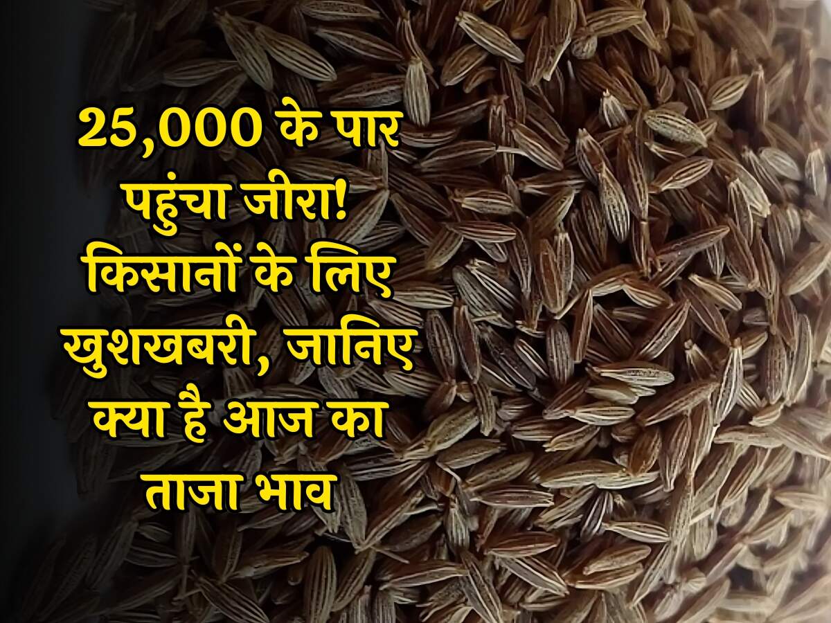 Unjha Mandi Rate Jeera: 25,000 के पार पहुंचा जीरा! किसानों के लिए खुशखबरी, जानिए क्या है आज का ताजा भाव