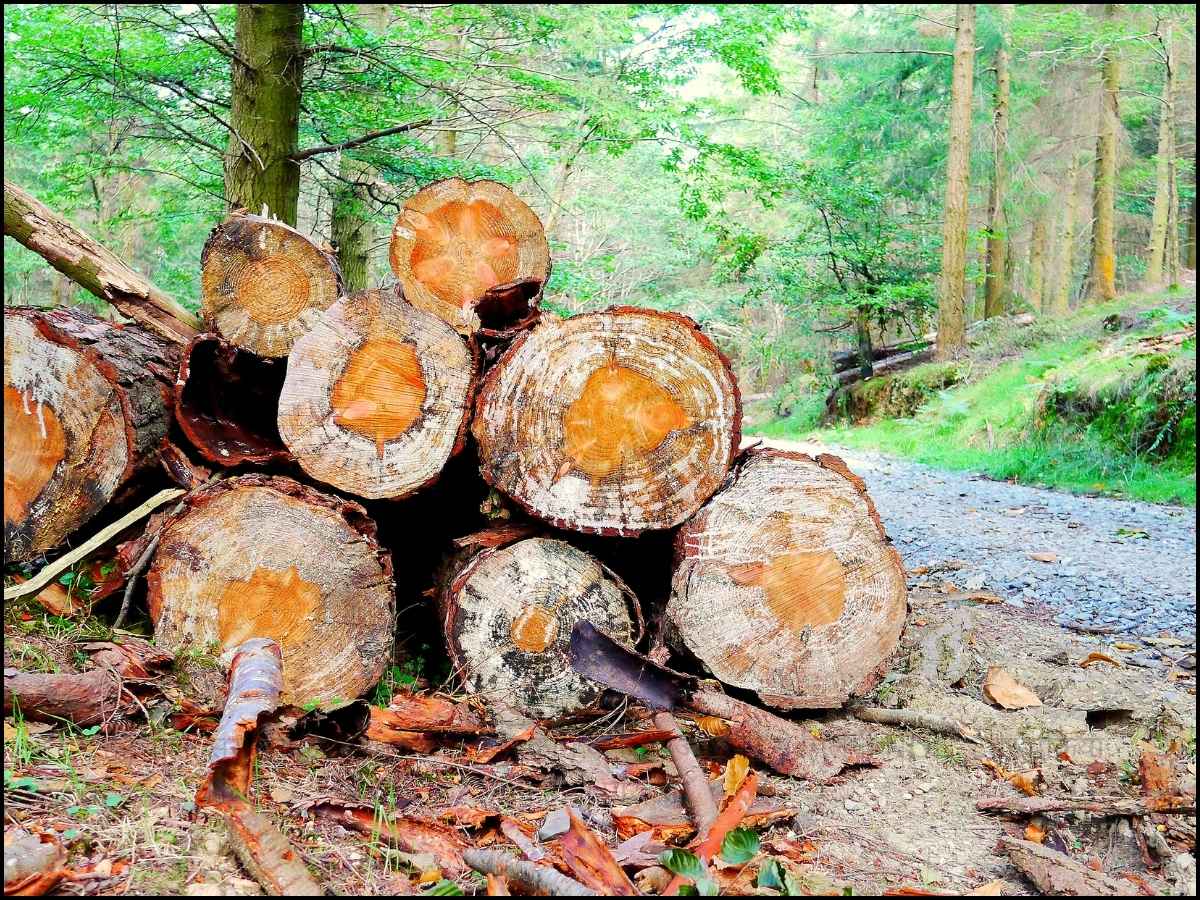 : हरियाणा सरकार का बड़ा फैसला, इस काम के लिए आसानी से मिलेगी NOC, टेंडर प्रक्रिया भी होगी पारदर्शी