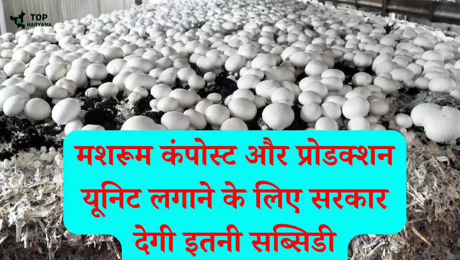 mashroom Farming: किसानों के लिए खुशखबरी, मशरूम कंपोस्ट और प्रोडक्शन यूनिट लगाने के लिए सरकार देगी इतनी सब्सिडी..