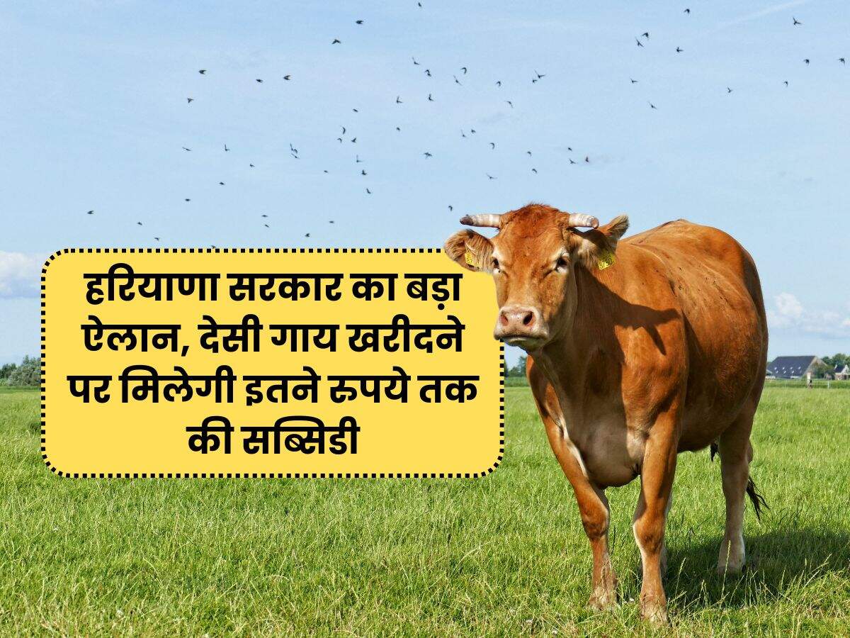 हरियाणा सरकार का बड़ा ऐलान, देसी गाय खरीदने पर मिलेगी इतने रुपये तक की सब्सिडी