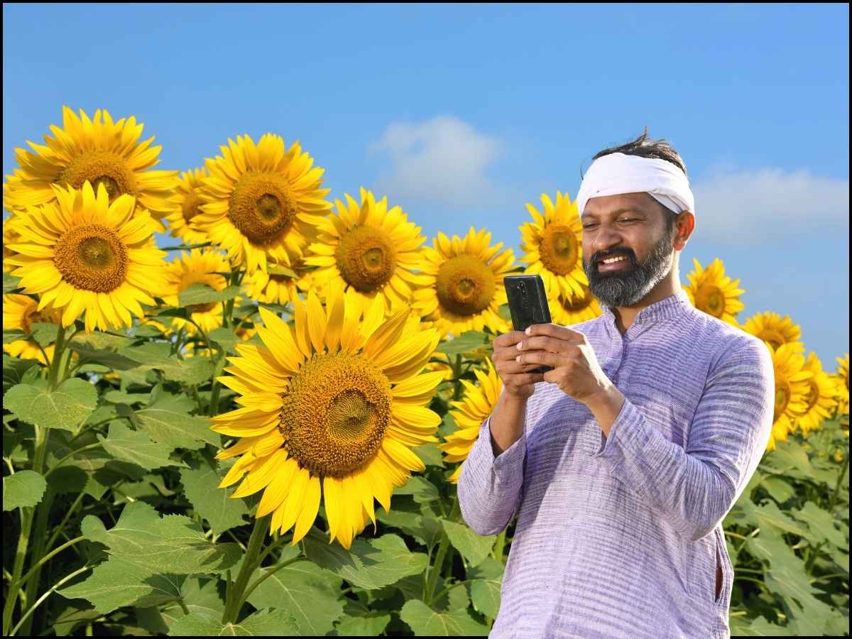 सूरजमुखी 