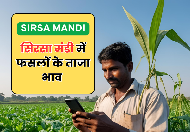 सिरसा मंडी में फसलों के ताजा भाव