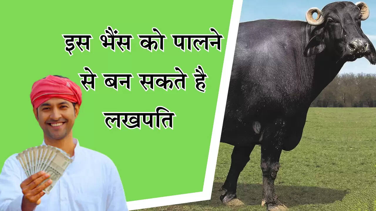 इस भैस को पालने से बन सकते है लखपति