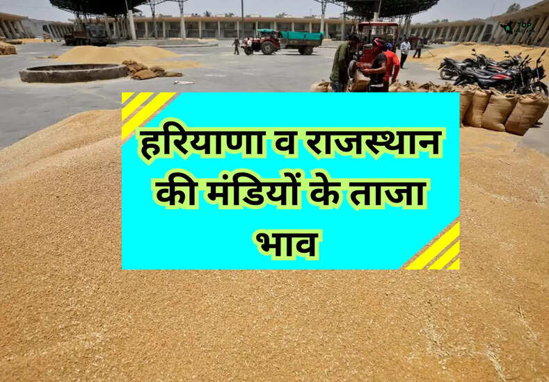Today Mandi Bhav: हरियाणा व राजस्थान की मंडियों के ताजा भाव जारी, जानें नए रेट