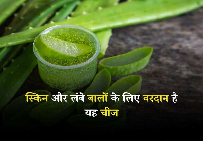 Aloe vera Benefits: स्किन और लंबे बालों के लिए वरदान है यह चीज, जानें इसके हजारों फायदे 