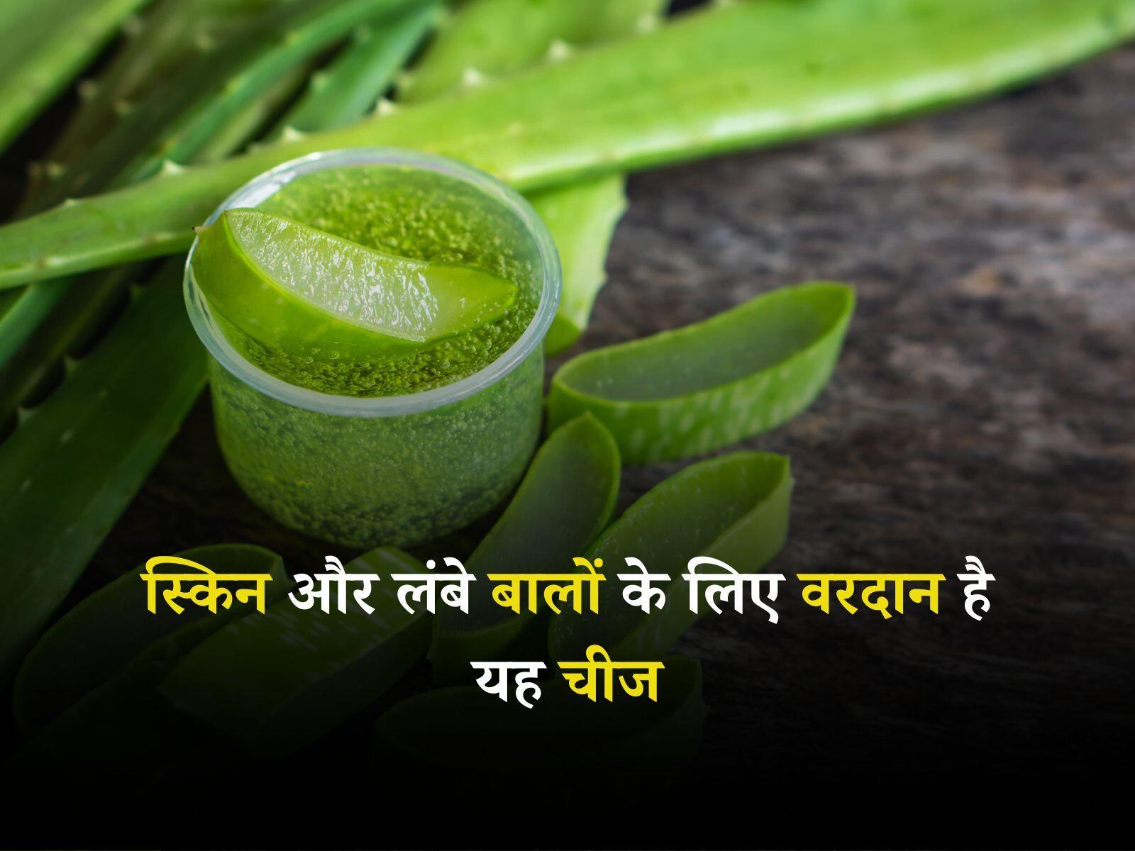Aloe vera Benefits: स्किन और लंबे बालों के लिए वरदान है यह चीज, जानें इसके हजारों फायदे