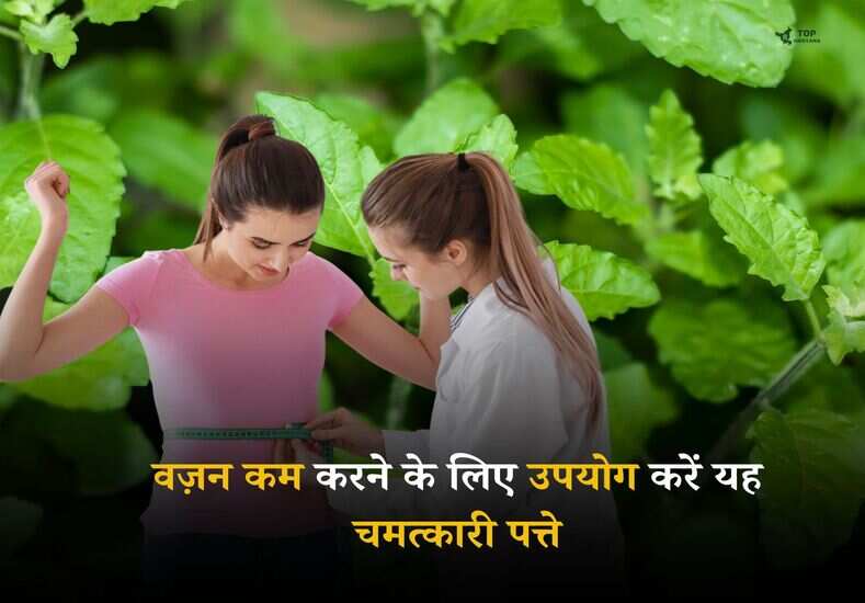 Weight Loss Tips: वज़न कम करने के लिए उपयोग करें यह चमत्कारी पत्ते, सेहत को अनेक फायदे