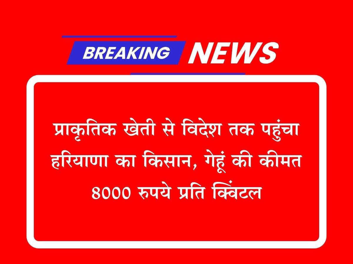 प्राकृतिक खेती से विदेश तक पहुंचा हरियाणा का किसान, गेहूं की कीमत 8000 रुपये प्रति क्विंटल