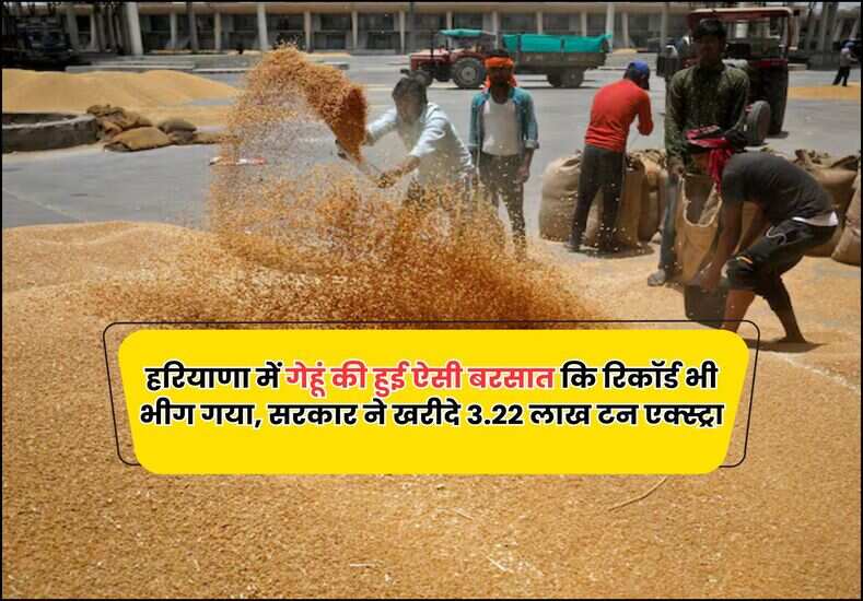 हरियाणा में गेहूं की हुई ऐसी बरसात कि रिकॉर्ड भी भीग गया, सरकार ने खरीदे 3.22 लाख टन एक्स्ट्रा