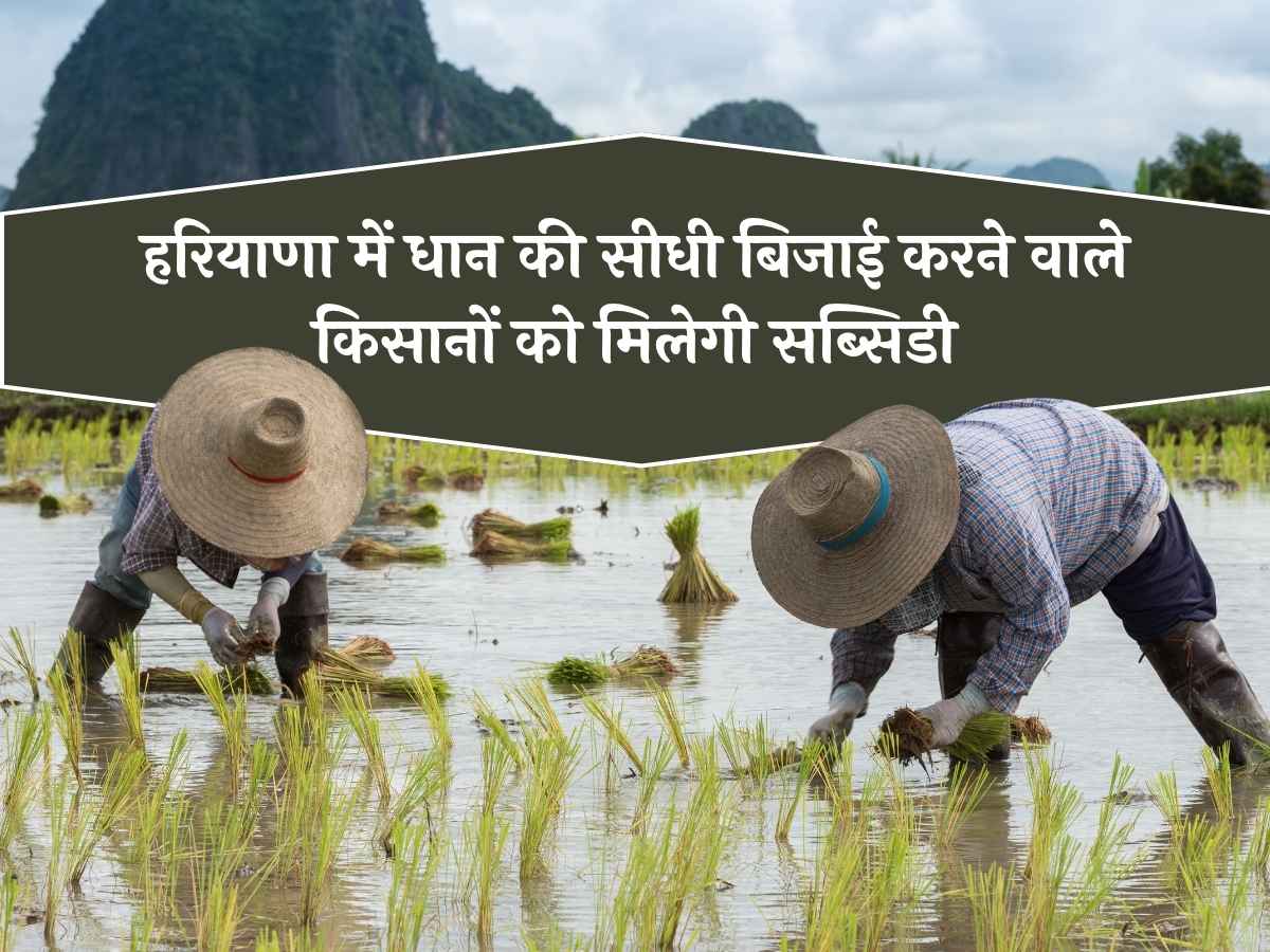 हरियाणा न्यूज