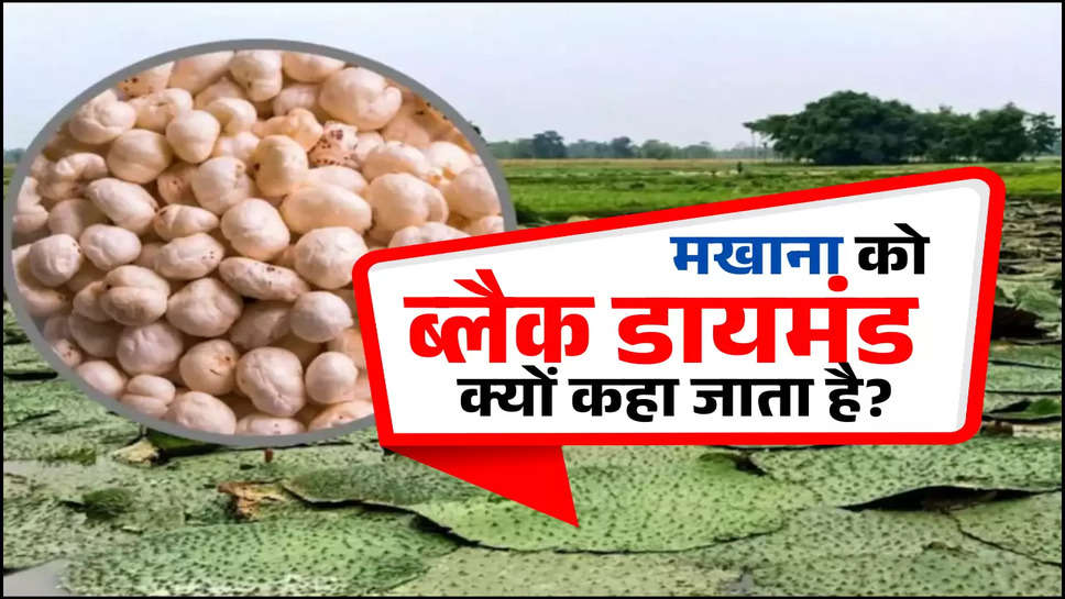 Makhana crop: मखाना को ब्लैक डायमंड क्यों कहा जाता है, जानें