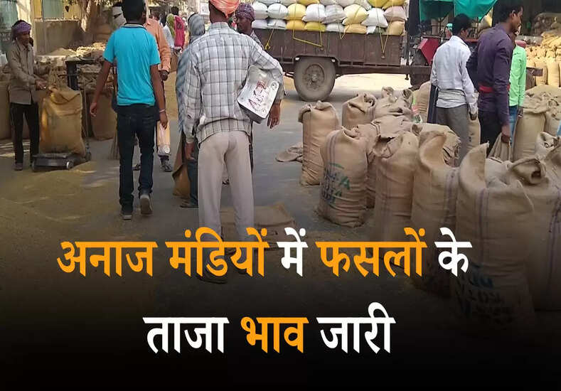 Today Mandi Bhav: अनाज मंडियों में फसलों के ताजा भाव जारी, जानें अपने राज्य की मंडी के नए दाम 