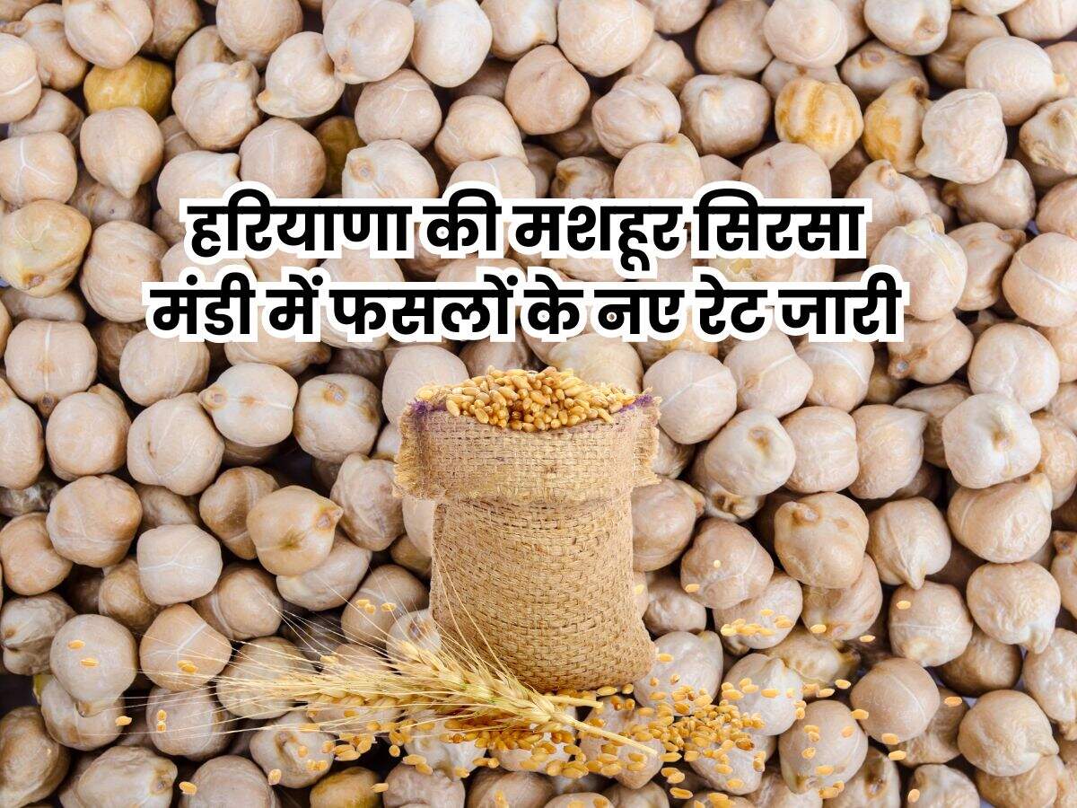 हरियाणा की मशहूर सिरसा मंडी में फसलों के नए रेट जारी