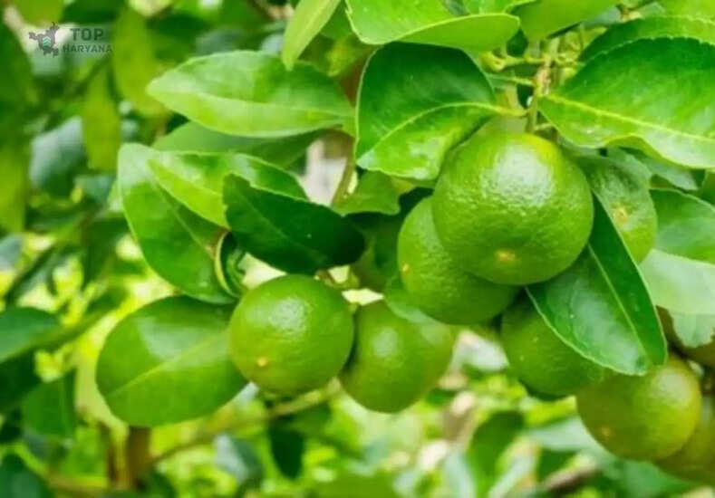 Lemon Farming Tips : नींबू के बाग में मार्च में करें यह जरूरी काम, फलों से लद जाएंगे सारे पेड़