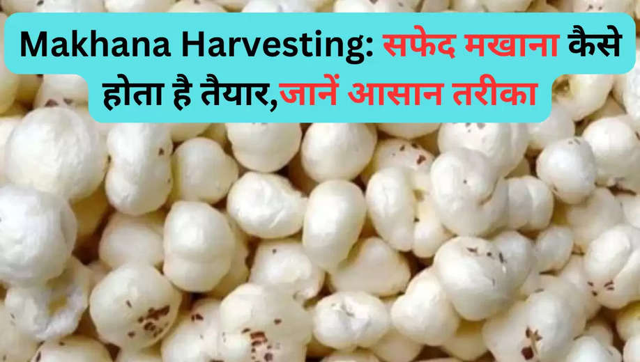 Makhana Harvesting: सफेद मखाना कैसे होता है तैयार,जानें आसान तरीका