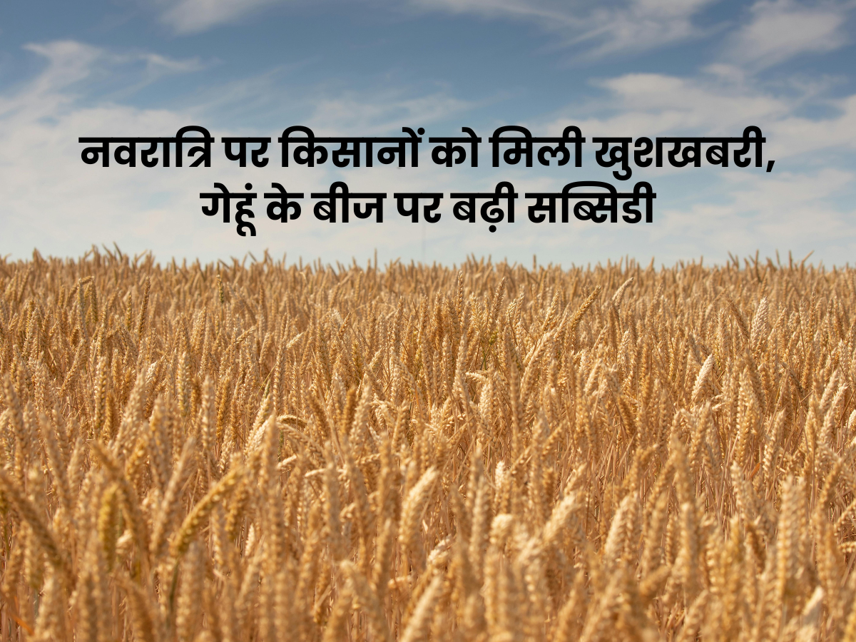 नवरात्रि पर किसानों को मिली खुशखबरी, गेहूं के बीज पर बढ़ी सब्सिडी
