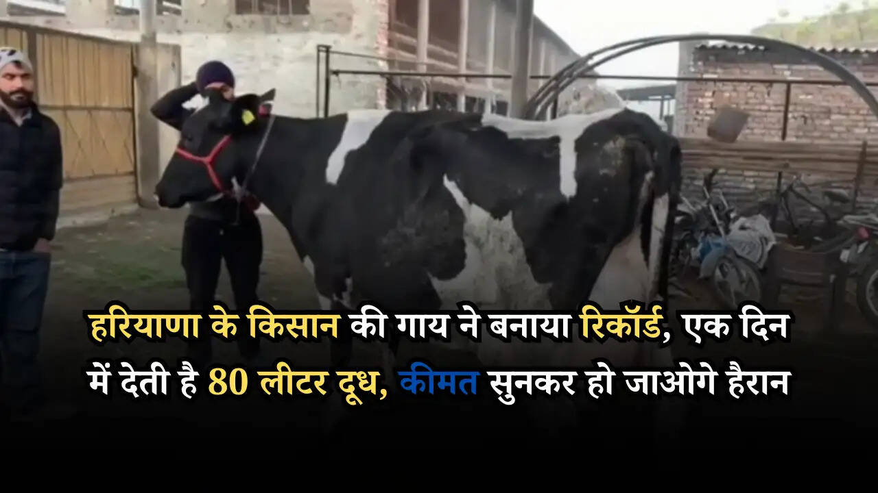 हरियाणा के किसान की गाय ने बनाया रिकॉर्ड, एक दिन में देती है 80 लीटर दूध, कीमत सुनकर हो जाओगे हैरान