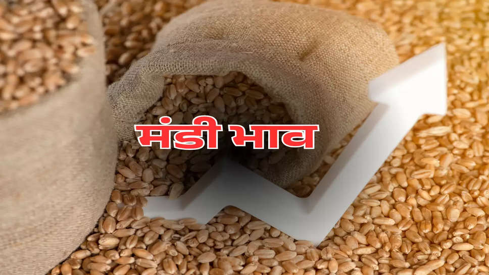 Mandi bhav today, Mandi Bhav, Rajasthan Mandi Price, Haryana Mandi Bhav, Kapas ke Bhav, narma ka bhav, Mandi Bhav Today, Mandi Rate, today mandi bhav, latest price, breaking news, Mandi Bhav Today, Mandi Bhav Today 2024, आज का मंडी भाव, mandi bhav today, mandi bhav rajasthan, mandi bhav betul, mandi bhav indore, mandi bhav sirsa, mandi bhav