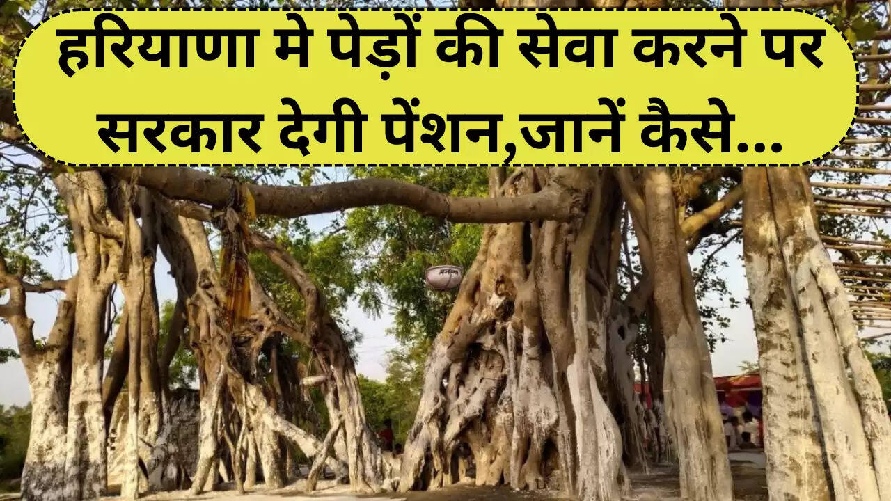 Haryana news : हरियाणा मे पेड़ों की सेवा करने पर सरकार देगी पेंशन,जानें कैसे...