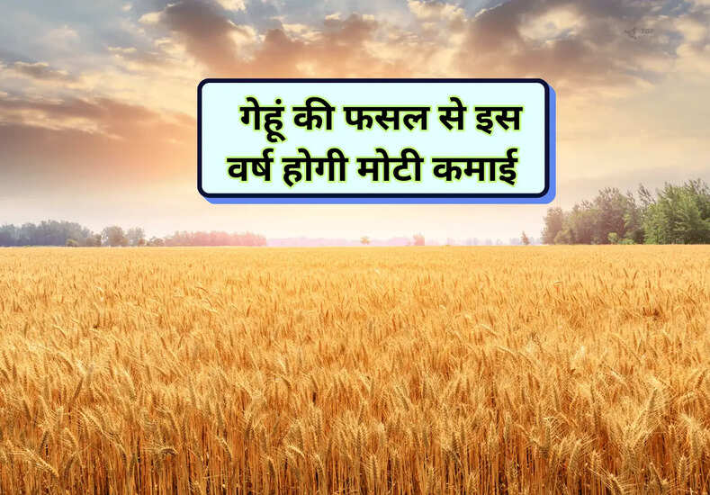 Wheat Crop: किसानों के लिए बड़ी खुसखबरी, गेहूं की फसल से इस वर्ष होगी मोटी कमाई 