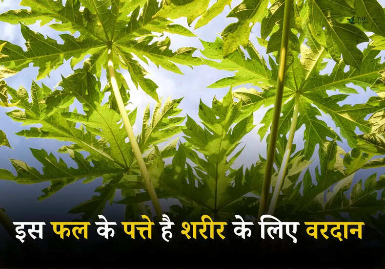 Health Tips: इस फल के पत्ते है शरीर के लिए वरदान, पाचन तंत्र व सेहत को अधिक फायदा 