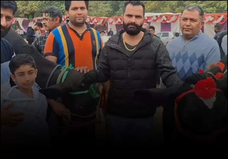 Karnal News: हरियाणा के इस किसान की गायों ने मचाई धूम, एशिया में सबसे ज्यादा दूध देने का बनाया रिकॉर्ड