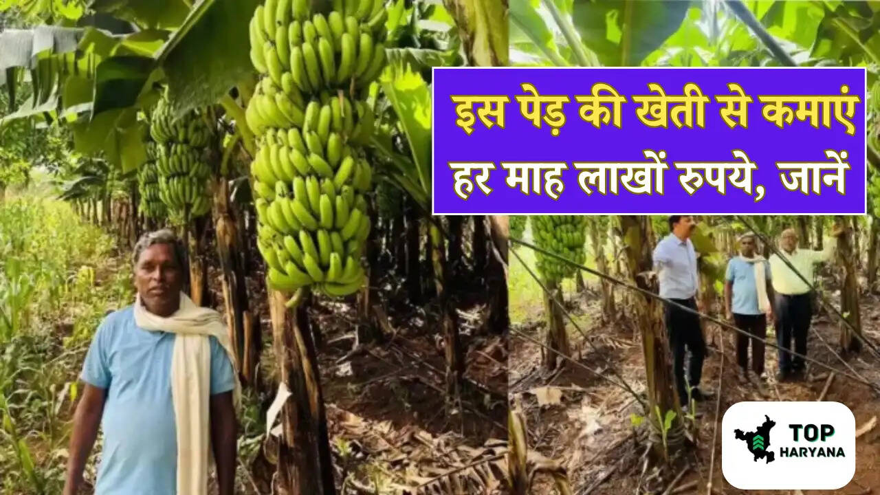 Tree Farming: इस पेड़ की खेती से कमाएं हर माह लाखों रुपये, जानें